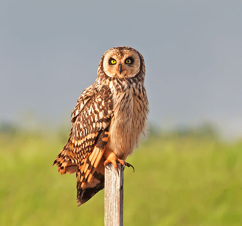 Short-eared owl